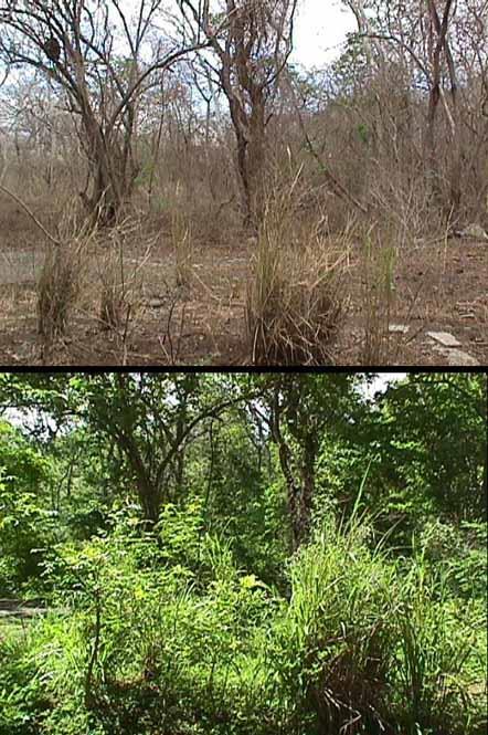 Sabana: estación seca larga. Hierbas y arbustos altos. Árboles aislados: baobab, acacia.