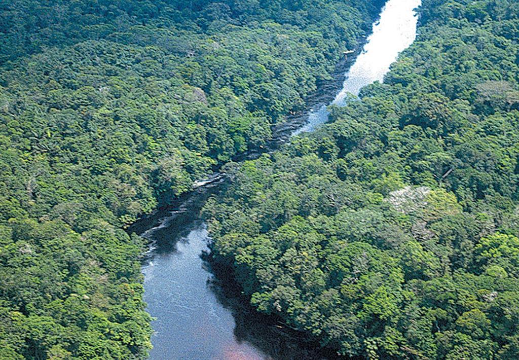 Selva ecuatorial: vegetación abundante y diversa.