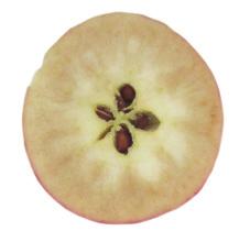 Escaldado superficial Pardeamiento interno Durante la postcosecha de manzanas, se pueden expresar una serie de desórdenes fisiológicos tales como, escaldado superficial (ES), pardeamiento interno,
