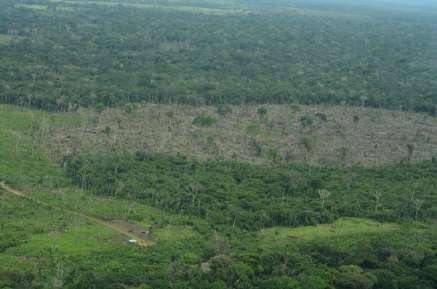 Tendencia de deforestación en la Amazonia Colombiana Análisis y comentarios Rodrigo Botero García 1 Síntesis El proceso de deforestación en la Amazonia colombiana ha sido constante.