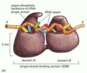 Las proteínas SSB se unen con alta afinidad al DNA de cadena