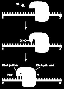 La replicación del DNA requiere un cebador Dna G, Primasa, 60 kda