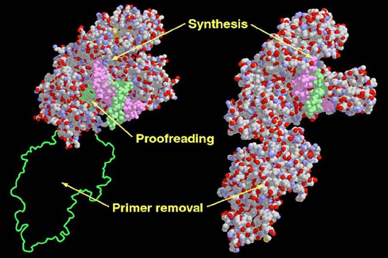 Arthur Kornberg DNA Pol I primera polimerasa descrita Péptido de 103 kda