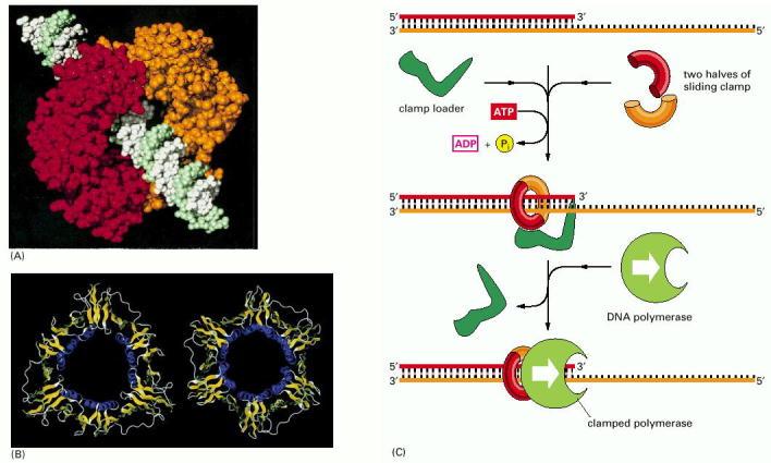 Procesividad de la DNApolimerasa III La procesividad de la DNApol