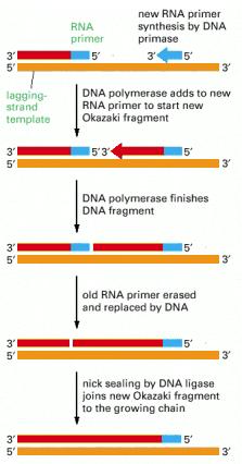 RNasa H remueve el cebador, pero no es eficiente eliminando desoxinucleótidos (el último del cebador) DNA polimerasa I ayuda a remover el