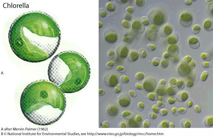 Ejemplos de algas microscópicas DP/PAU Chlorella