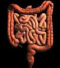 Los procesos de la digestión mecánica y química se explican al igual que las funciones de los órganos