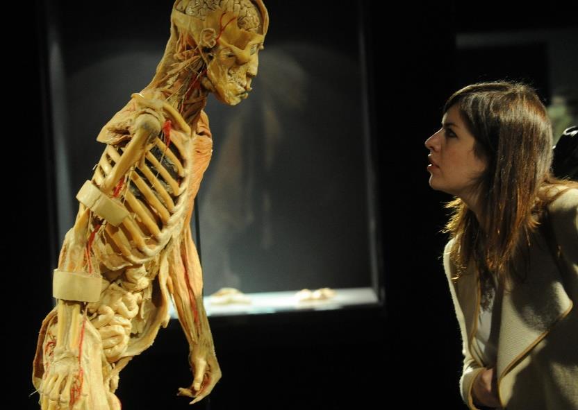 Sistema Óseo Los visitantes aprenderán sobre la composición de los huesos y sus cinco tipos (largo, plano, corto, sesamoideo, e irregular) que mantienen erguido a nuestro esqueleto.