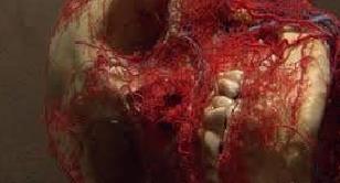 Sistema Circulatorio Esta galería revela la función y cantidad de los vasos sanguíneos debajo de nuestra piel.