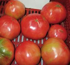 Los valores del tomate suelen estar dentro del rango 4,2-4,5, o sea ligeramente ácido.