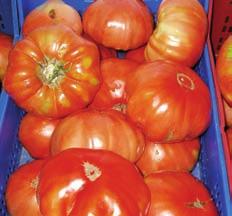 Esta sustancia es un antioxidante natural abundante en los frutos rojos como el tomate y la sandía.