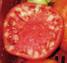 endocarpio rojo y verde muy marcado, en los inicios de la mejora (ver foto de fruto