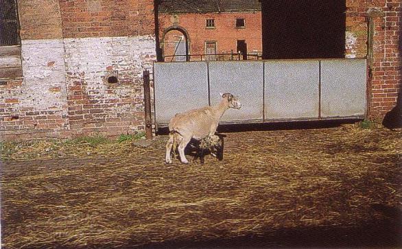 Otros Problemas respiratorios Accidentes Ahogos Ataques depredadores Robos Cuidemos a las ovejas Marcelo
