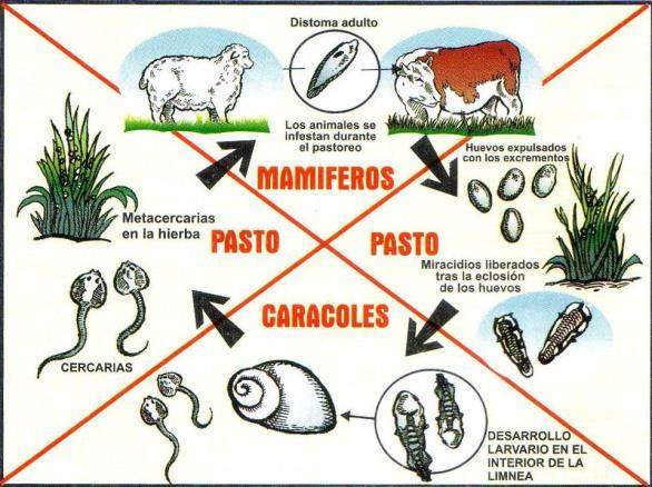 Metacercaria: que es comida por la oveja y en 4-5 días llega al hígado, donde durante 6-8 semanas migra a través del parénquima hepático, creciendo y haciendo daño hasta llegar a los conductos