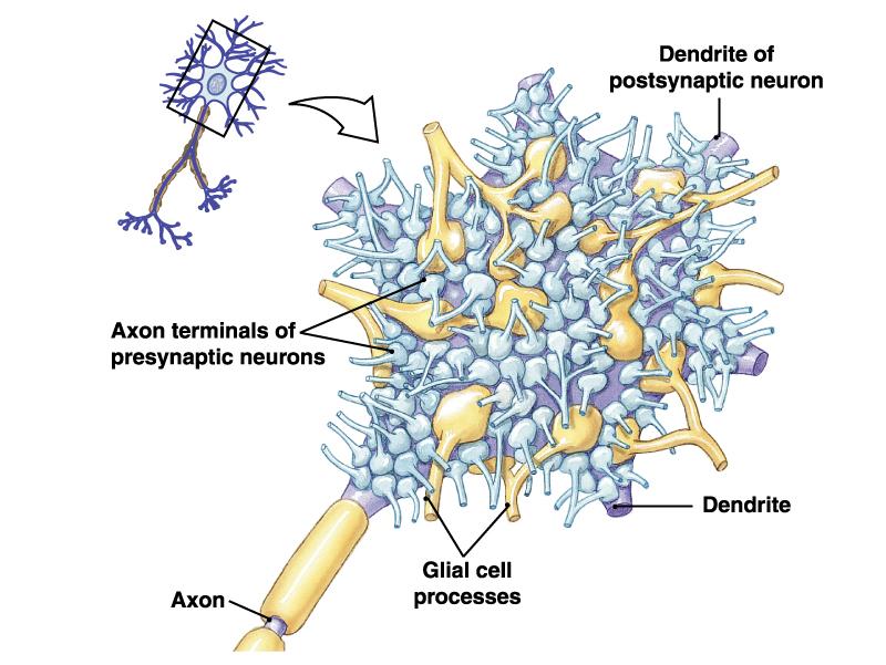 Dendrita de neurona postsináptica