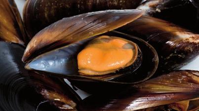 Mejillón de Galicia Galician mussel Carne de mejillón Mejillón media concha Mejillón pasteurizado cocido en su jugo Mytilus galloprovincialis Origen Galicia (España) IQF a granel