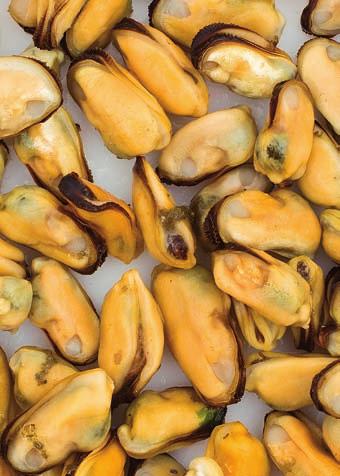 Mejillón de Chile Chilean mussel Carne de mejillón Mejillón media concha