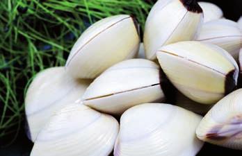 Almeja del Pacífico Whole white clam Almeja del Pacífico Meretrix lyrata FAO 71 Océano Pacífico A granel y en bolsas de 1 kg al