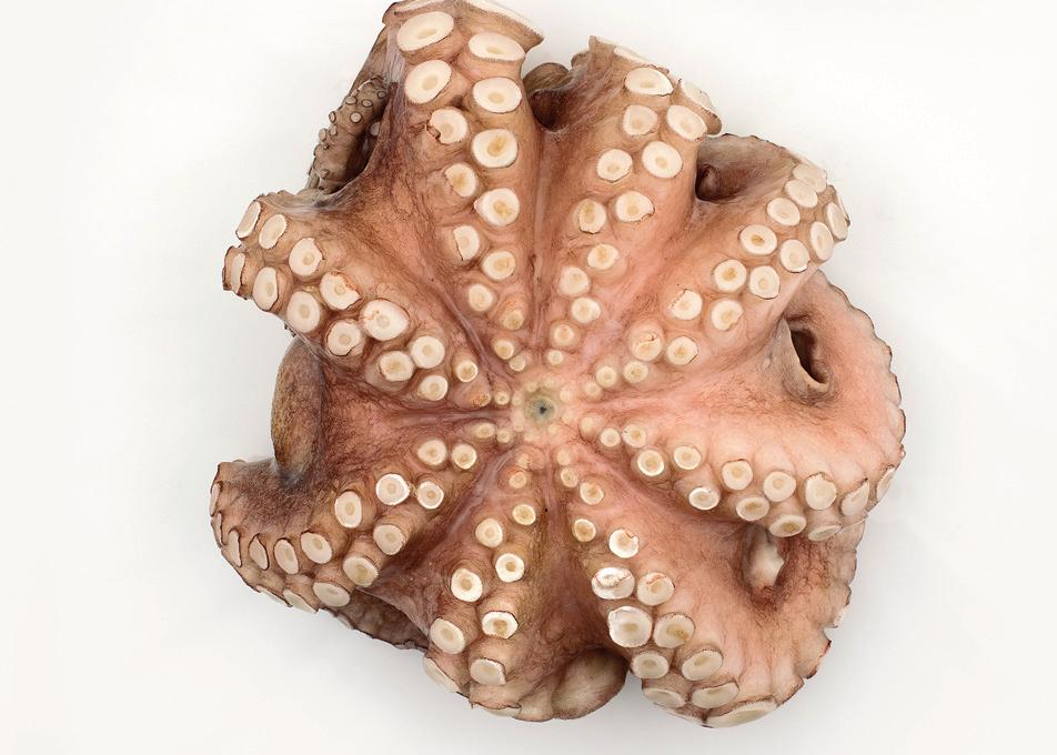 Pulpo crudo flor Raw octopus flower Pulpo crudo flor Octopus vulgaris FAO 34 Atlántico