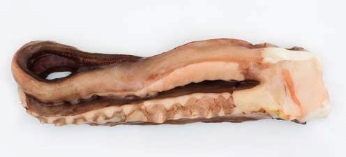 Rejos de potón crudos Raw giant squid tentacles Rejos de potón crudos Dosidicus gigas FAO 87 Océano Pacífico IQF granel Bandeja PET (1 kg o 2