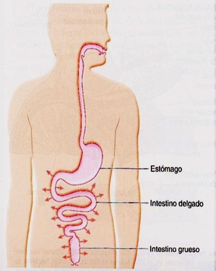 La función digestiva 1.
