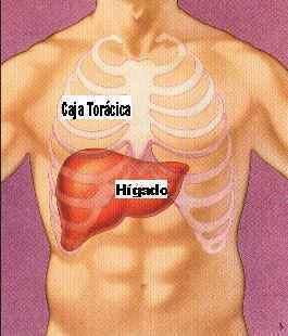 HÍGADO El hígado es un órgano del cuerpo
