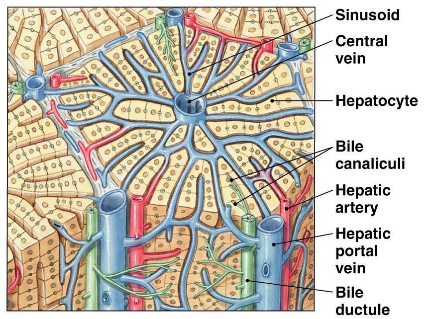 ULTRAESTRUCTURA Los hepatocitos están organizados en unidades hexagonales denominadas lobulillos. Cada lobulillo está centrado alrededor de una vena central que drena sangre en una vena suprahepática.