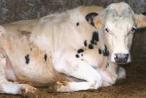 RCS en el 1º control post-parto % vacas con mamitis a los 9 DEL 2 3 4 5 6 7 8 9 1 11 12 13 14 15 16 17 18 19 2 21 22 23 24 Gráfica 1. Gráfica 2. % mamitis clínica = 29,74% % vacas >2.
