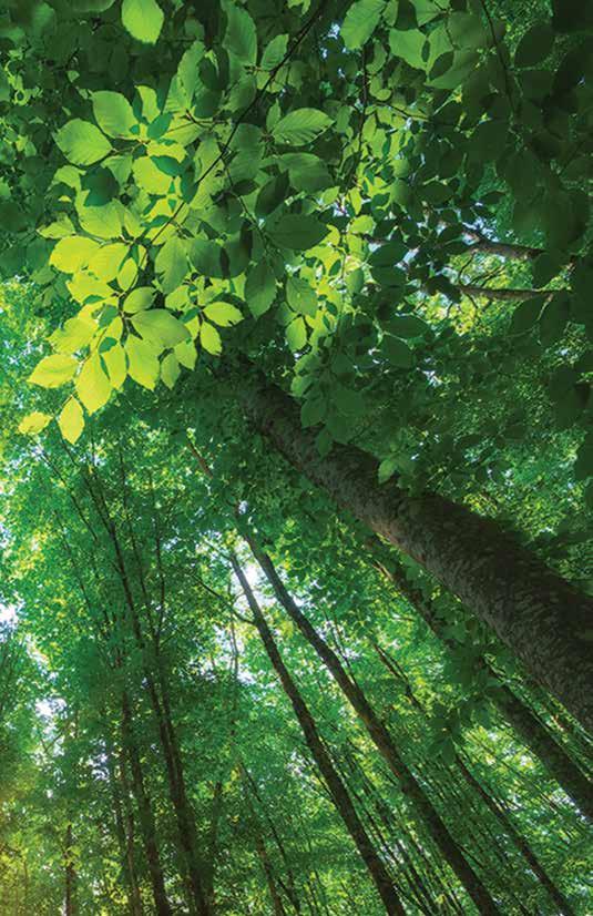 AHORRO SUSTENTABLE UTILIZA ESTADOS DE CUENTA VIRTUALES Se estima que un cuentahabiente puede salvar hasta 2 árboles al año.