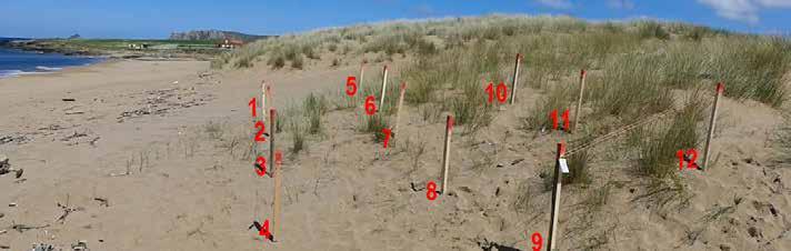 El emplazamiento con mayor potencial para realizar una estimación sobre la formación de duna es señalado con un rectángulo rojo en la figura adjunta.