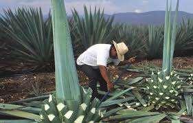 Mezcal: Se elabora con agave y su región geográfica