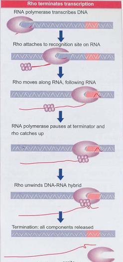 Terminadores Rho-dependientes Necesitan la participación de la proteína Rho. Rho es miembro de la familia de helicasas hexaméricas ATP-dependientes. Rho se une al ARN naciente.