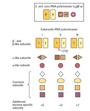 coli) y eucariotas (levaduras) Las ARN polimerasas