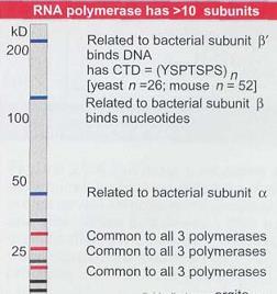 ARN Polimerasa II La subunidad mayor posee un dominio C- Terminal (carboxyl terminal domain, CTD) único de la ARN pol II que se fosforila durante el inicio de la transcripción Las