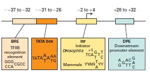 Promotores en ADN eucariota Tipos : 1. TATA box. Secuencia conservada. Genes de alta transcripción. 2. Iniciadores (Inr). Secuencia poco conservada, reemplaza a TATA box en algunos genes.