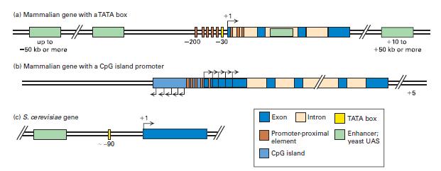 Elementos de control que regulan la expresión génica en eucariotas multicelulares y levaduras Los promotores contienen diferentes