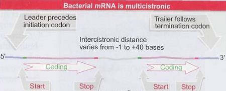 ARN mensajeros Los ARNm contienen regiones codificantes (codones que especifican la proteína) y regiones no codificantes (no codifican proteínas) en ambos extremos: 5 y 3 UTRs (untranslated regions).