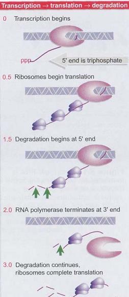 ARNm bacteriano Se transcriben y traducen simultáneamente (2 min para ARNm 5 kpb equivalente a una