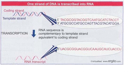 Transcripción Gen: unidad de ADN que contiene la información para especificar la síntesis de un polipéptido o de un ARN funcional (ARNt, ARNr) Transcripción es la síntesis de una cadena