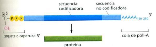 ARNm eucarionte - Síntesis y maduración en el núcleo, luego son exportados al citoplasma y traducidos.
