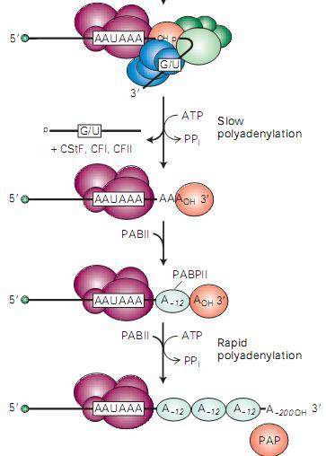 Procesamiento en extremo 3 del ARNm: Poliadenilación Los ARNms de células eucariontes, excepto los de histonas, tienen poli(a).