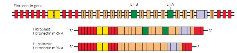El splicing alternativo del mrna incrementa el número de proteínas expresadas a partir de un gen eucariótico único Produce diferentes formas de una proteína (isoformas) en distintos tipos celulares