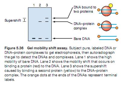 Técnicas para el estudio de la Interacción entre ADN y proteínas Geles de retardo (gel shift assay o EMSA, Electrophoretic mobility shift