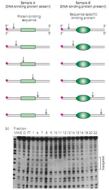 Huellas de ADN (ADN footprinting) Permite identificar la secuencia de ADN específica a la cual se une un FT. Pasos: 1. Marcación del fragmento de ADN 2. Incubación del ADN marcado con/sin proteína. 3.