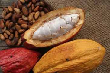 .................. 40 horas Emprendedor en Producción de Cacao.
