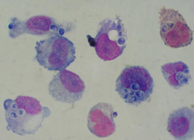 Fagocitosis Macrófagos murinos