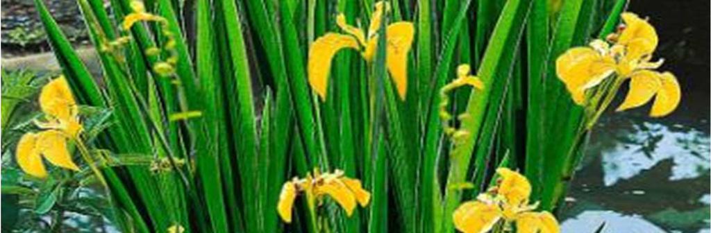 Iris pseudacorus (L.