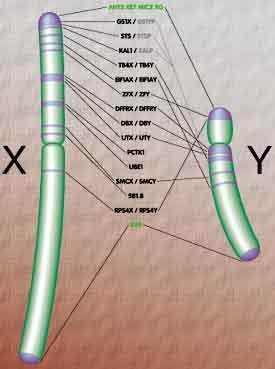Regiones homólogas y diferenciales del X e Y Hemicigosis Teoría de Mary Lyon: En las mujeres, todos los cromosomas X que existen en el núcleo menos uno se inactivan por heterocromatinización en cada