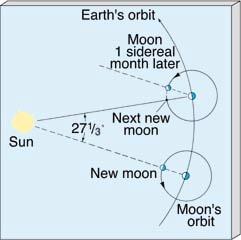 la Tierra. n Mes sinódico: las fases lunares se repiten cada 29.
