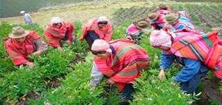 LEY 29972: Ley que promueve la inclusión de los productores agrarios a través de las cooperativas.